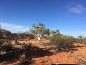 Remote Capture Image in Australian Bush